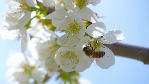 Bee Collecting Pollen from Blossoms on a Tree