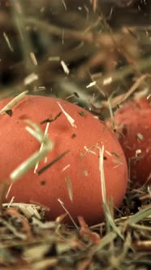 Hay Falls on Chicken Eggs Filmed on a Highspeed Camera at 1000 Fps