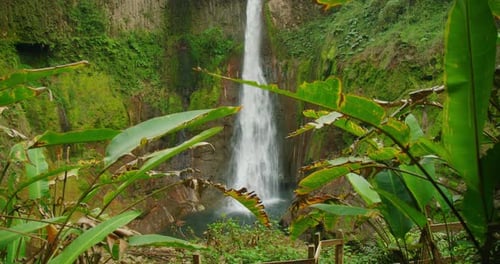 Tall cascade waterfall plunging into pool surrounded by lush green tropical plants in forest