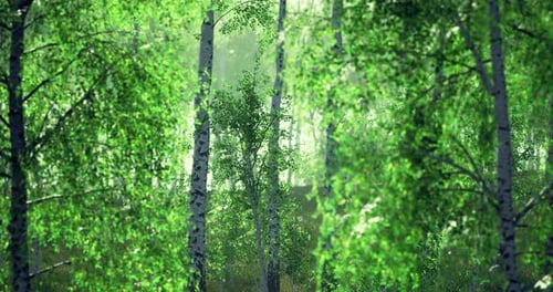 Lush Green Forest with Vibrant Trees During Early Morning Light