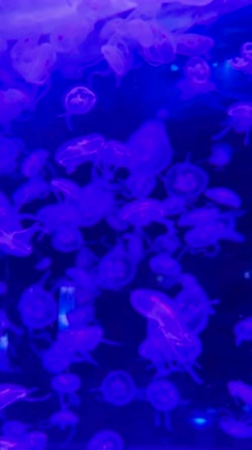Jellyfish Drifting Gently in Blue Water
