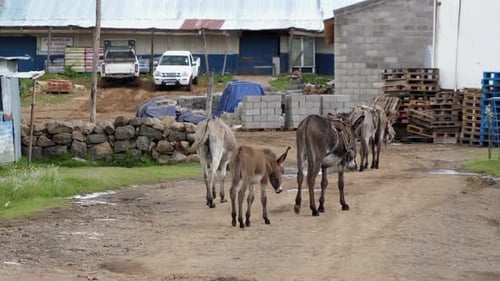Donkeys in Lesotho Africa walk into Semonkong to pick up supplies