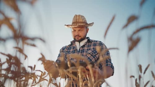 Portrait of Cheerful Farmer in Checked Shirt and Hat Walking in Rye Fields Owner of Agricultural