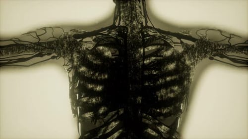 Human Skeleton Bones Scan Glowing