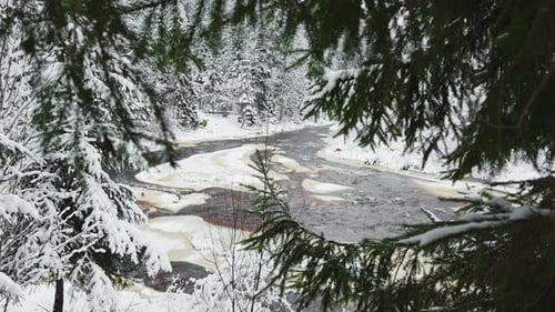a Calm Winding River in a Snowy Forest Trees Under the Snow in the Forest Peace and Quiet Reflection
