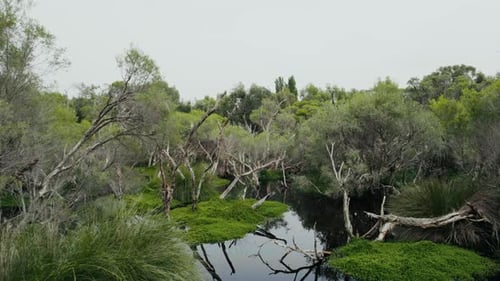 Aerial View of Overgrown Tropical Swamp