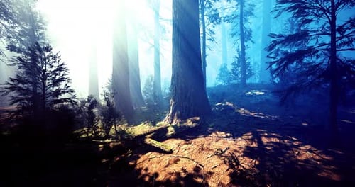 Forêt brumeuse à l'aube avec de grands arbres et une lumière douce illuminant le sol