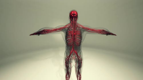 Medically Accurate Animation of Heart with Vains and Arteries