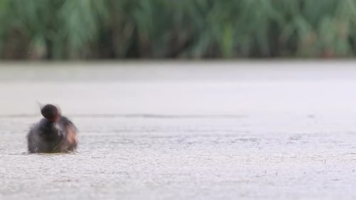 A wild little grebe swims across an empty pond