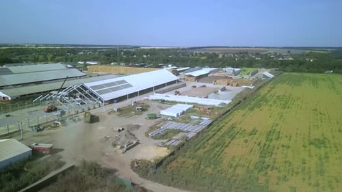 Corn Silage Harvesting with Forage Harvester on Field