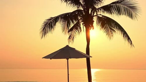 Beach Parasol under the Palm tree during orange color sunset over the sea, bird frying