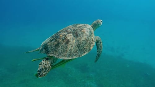 Ich folge der Meeresschildkröte beim Schwimmen im hellen Sonnenlicht der Großen Grünen Meeresschildkröte