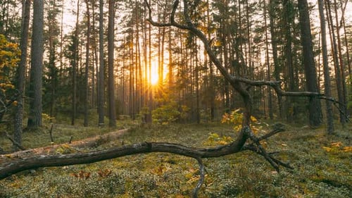 Berezinsky Biosphere Reserve Belarus Europe