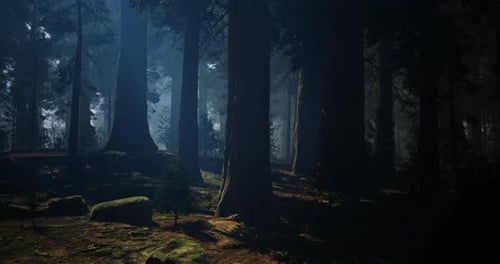 Mysterious Forest with Tall Trees and Soft Light Creating a Tranquil Atmosphere