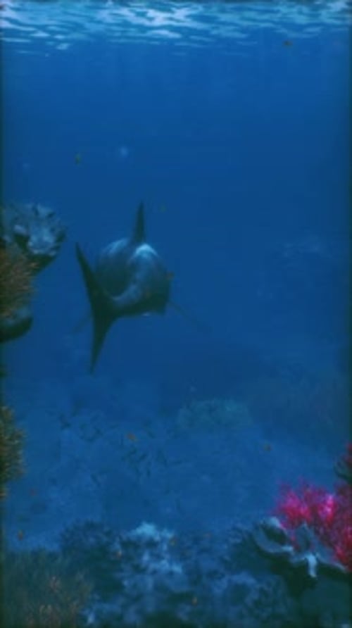 Majestic Shark Gliding Through Vibrant Coral Reefs in Deep Blue Waters