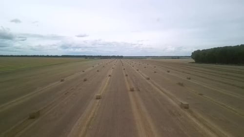 Yellow field with harvested wheat and hay bales. Aerial view of the field with square bales