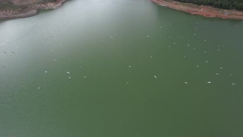 Aerial Birds Flying on Lake