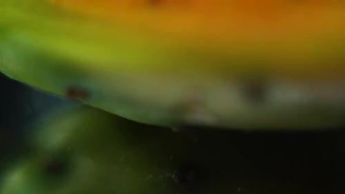 Vídeo detallado de una sabra cortada, fruta de cactus tropical abierta, movimiento suave de inclinación hacia arriba, cámara lenta 1