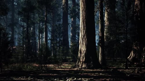 Majestic Sequoia Trees in a Serene Forest Illuminated By Gentle Light
