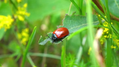 Statische Ansicht eines kleinen roten und schwarzen Käferkäfer, der fleißig an einem großen grünen Blatt knabbert. Makroaufnahme