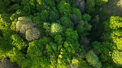 Forest Drone 4K
