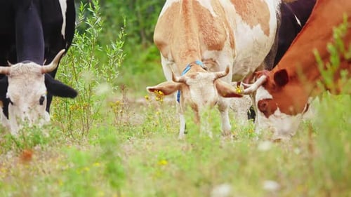 Cows Grazing in Lush Green Rural Pasture