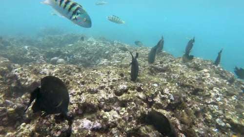 Schnorcheln rund um die Korallenriffe mit tropischen Fischen
