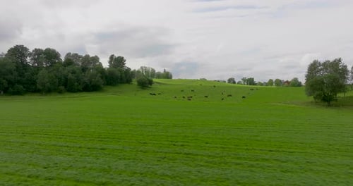 Distant herd of cow grazing in lush green field on cattle ranch, aerial