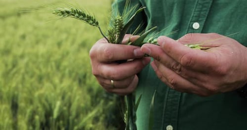 Close up of farmer hands examining wheat crop in field.