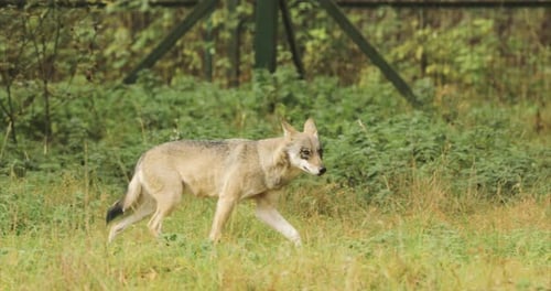 Curious Cub Wolf Canis Lupus Gray Wolf Grey Wolf Sniffing And Running At Summer Forest Puppy Wolf