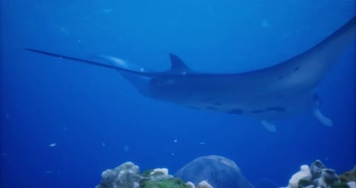 Majestic Manta Ray Gliding Gracefully Through Clear Blue Ocean Waters