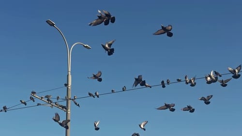 Flock of Birds Perched on Power Lines in City