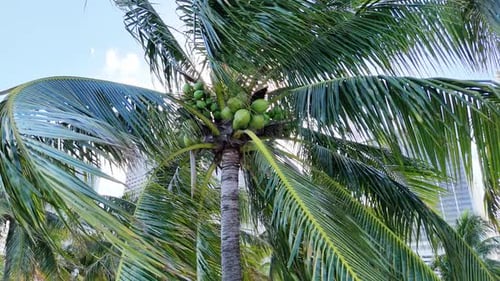 Green Coconut Palm Tree Full of Green Coconuts on a Sunny Day Tropical Trees