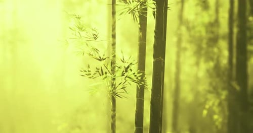 Bright Bamboo Grove in Sunlight Filtering Through Green Foliage