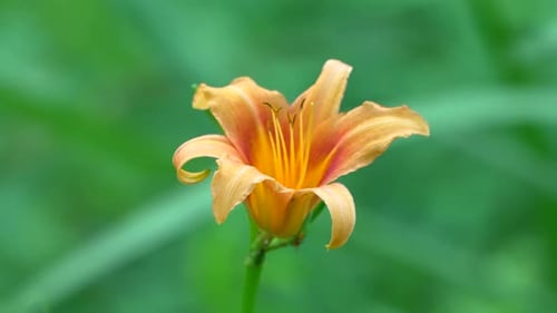 Close up Of An Orange Daylily Flower Swaying In The Wind.