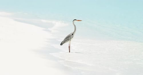 One Heron Stands on the White Sand on the Amazing Wild Beach of the Island of Maldives in the Indian