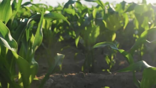 Kornfeld in der Sonne Von Steadicam
