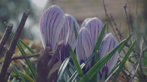 Timelapse of a beautiful Crocus blossoming in the garden.4K