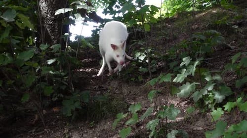 Weißes Känguru springt im Wald