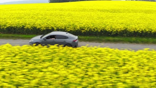 Fast Driving Car on Roadtrip between Yellow Canola Field during Spring