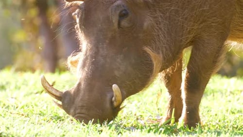 Warthog feeding on lawn, Africa