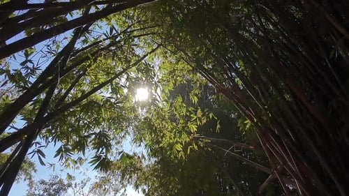 Rayos de sol que se filtran a través del follaje, un sendero natural