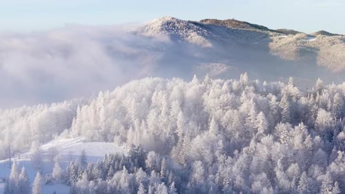 Aerial View of Frost-Covered Forest on Mountain Slopes