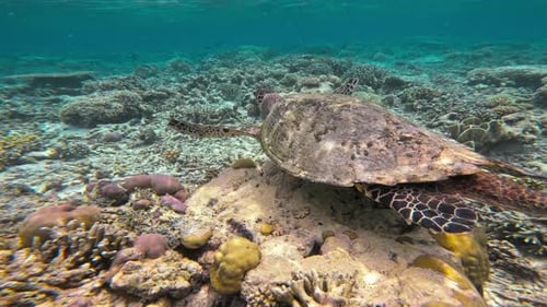 Close-up of A majestic male hawksbill sea turtle gliding over a vibrant coral reef.