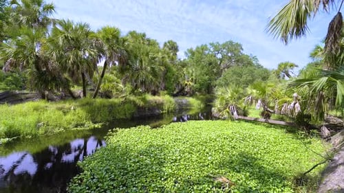 Beautiful Tropical Nature Jungle Rainforest with Small River Between Green Palm Trees and Wild