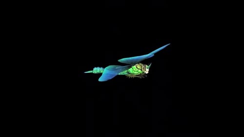 Blue Dragonfly Fly Idle