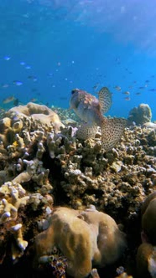 Unterwasserstachelfische schwimmen zwischen Hartkorallen und kleinen Fischen am Great Barrier Reef