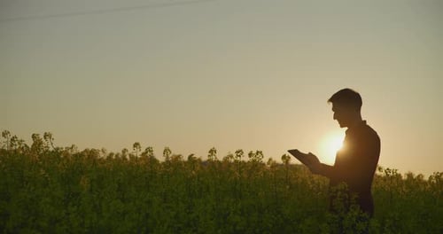 Silhueta de fazendeiro em um campo de canola florescente na Golden Hour