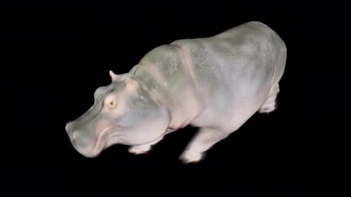 Top Front View Of Giant Wild Animal Hippo Running Animation On Transparent Background