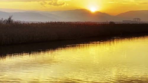 Plant Reeds And Sea In Sunset 6